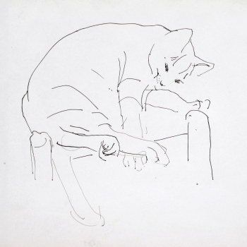 Kattenstudie