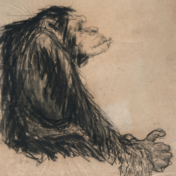 Chimpansee