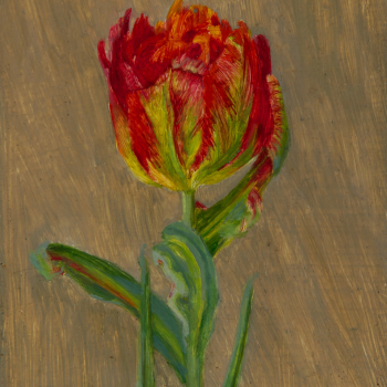 Rode tulp